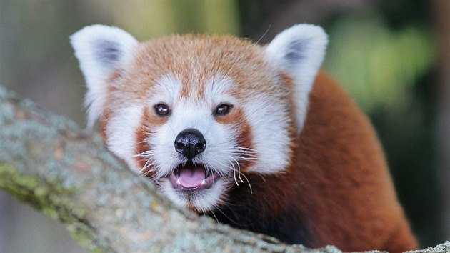 Roční samička pandy červené je novým přírůstkem plzeňské zoologické zahrady. Chovatelé doufají, že se spáří s třináctiletým samcem Chigo