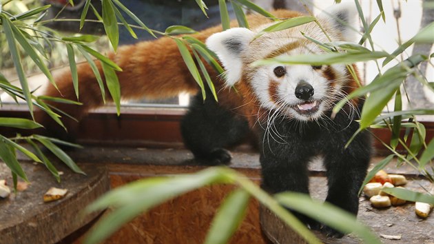 Sameček pandy červené po návratu zpět do ubikace v plzeňské zoo. Panda byla na útěku téměř dva týdny