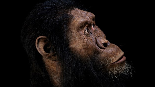 Vědci v Etiopii objevili lebku předchůdce člověka starou 3,8 milionu let. Na snímku je rekonstrukce jeho pravděpodobné podoby. (28. srpna 2019)