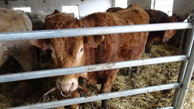 Zanedban skot na farm obvinn chovatelky ze umperska, kter pro sv stdo nezajistila dostatek krmiva. Na ticet zvat tak uhynulo i muselo bt utraceno.