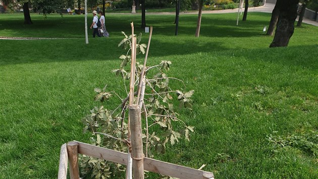 Vandal polmal vzcn dub v elakovskho sadech, kter byl zasazen na vro vzniku republiky v roce 2018. (29. 8. 2019)