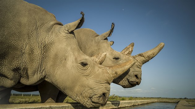 Najin (vlevo) a Fatu (vpravo) jsou posledn dva severn bl nosoroci na planet. Tato fotografie byla pozena v Ol Pejeta Conservancy ve vbhu o 700 akrech dva dny ped procedurou odbru vajek (20. 8. 2019).