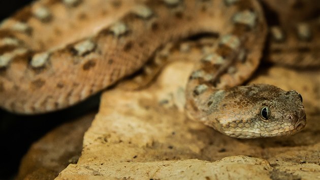 Antonín Hnízdil v Bioparku Štít chová i hady. Tato zmije pestrá ho uštkla.