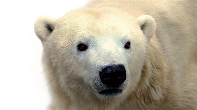 Lední medvědice Bora, která 28. srpna 2019 uhynula v pražské zoo.