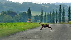 Od zaátku letoního roku do ervence dolo v Karlovarském kraji ke 185 srákám...