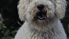 Detail hlavy mladého psa ve vzácném lutém zbarvení.