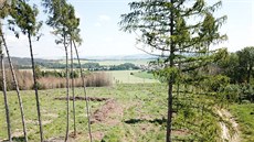 K�rovcová zkáza na Da�icku. Boj s lýko�routem m�stské lesy prohrály, nezbyl...