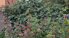 Fíkovník z Let�an