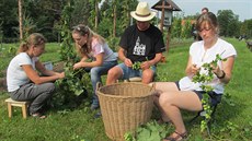 Budoucí farmá�i ve Frýdlantu sklízejí chmel ze �kolní chmelnice. Krom� chmele...