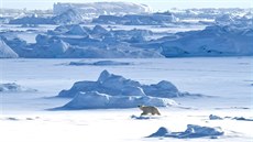 Lední medvd nedaleko grónského fjordu Scoresbysund