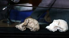 Vědci v Etiopii objevili lebku předchůdce člověka starou 3,8 milionu let. (28....