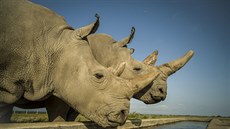 Najin (vlevo) a Fatu (vpravo) jsou poslední dva severní bílí nosoroci na...