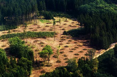 Krovcem napadené lesy v oblasti Zvíkovské Podhradí, Varvaov a Ostrovec v roce...