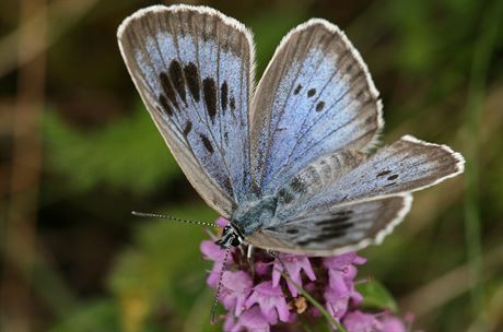 Modrásek ernoskvrnný je vzácný druh motýla, kterému ronovtí ochránci...