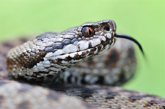 Zmije obecná (Vipera berus)