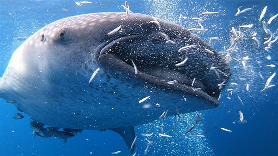 Žralok obrovský, známý též jako velrybí