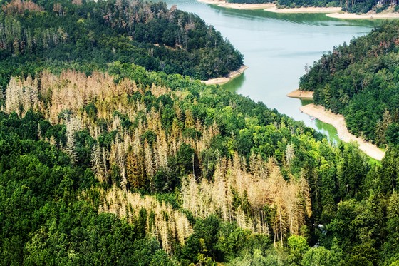 Kůrovcem napadené lesy v oblasti Zvíkovské Podhradí, Varvažov a Ostrovec