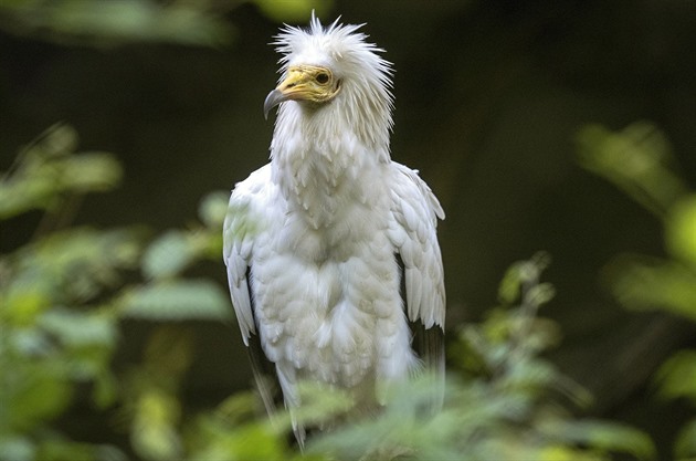 Samika supa mrchoravého odchovaná zlínskou zoo, která po pevozu do volného...