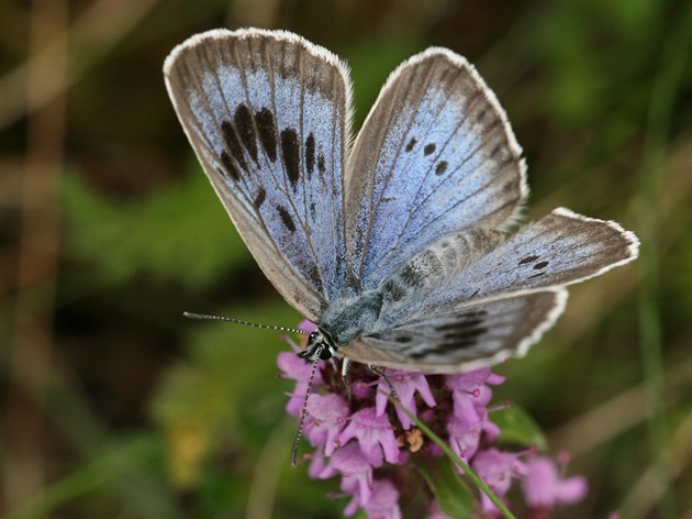 Modrásek ernoskvrnný je vzácný druh motýla, kterému ronovtí ochránci...