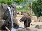 Slon indický a pitný reim