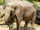 Pohodový den slona indického