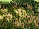 Krovcem napadené lesy v oblasti Zvíkovské Podhradí, Varvaov a Ostrovec