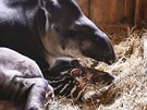 Samice tapíra Vanesa porodila v jihlavské zoo mlád. (2019)
