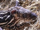 Samice tapíra Vanesa porodila v jihlavské zoo mládě.