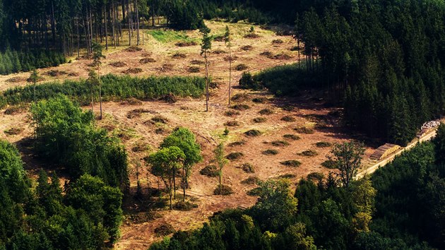 Krovcem napaden lesy v oblasti Zvkovsk Podhrad, Varvaov a Ostrovec v roce 2019.