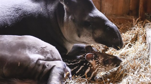 Samice tapíra Vanesa porodila v jihlavské zoo mládě. (2019)