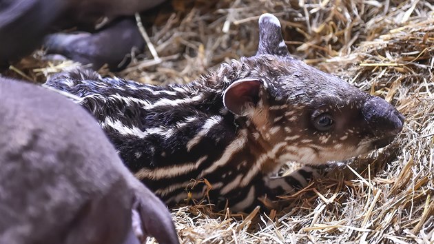 Samice tapra Vanesa porodila v jihlavsk zoo mld.