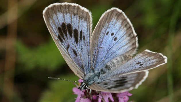 Modrásek černoskvrnný je vzácný druh motýla, kterému rožnovští ochránci dlouhodobě vytvářejí dobré podmínky pro život.