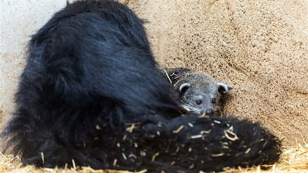 Dalmi letonmi prstky olomouck zoologick zahrady na Svatm Kopeku jsou dv mlata binturong, cibetkovitch elem nazvanch t medvdokoky.