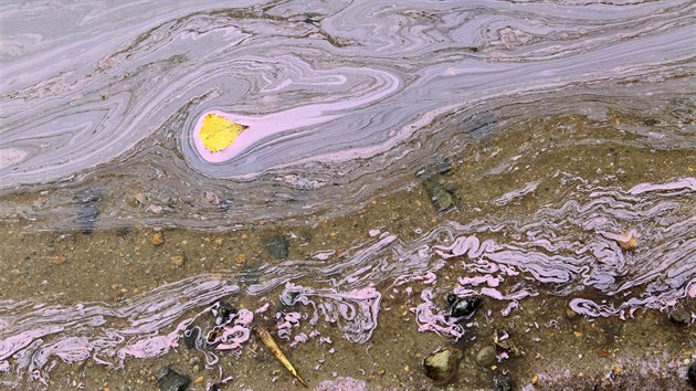 Rov sliz, kter se objevil na oblbenm rekreanm Kamennm rybnku v Plzni, vytv uniktn bakterie. Podle hydrobiologa organismus nen kodliv pro lidsk zdrav. (6. 9. 2019)