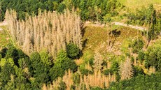 Krovcem napadené lesy v oblasti Zvíkovské Podhradí, Varvaov a Ostrovec v roce...