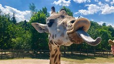 Krmení �irafy Eli�ky