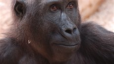 Gorilí fotka do obanky