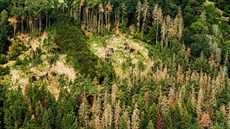 Kůrovcem napadené lesy v oblasti Zvíkovské Podhradí, Varvažov a Ostrovec