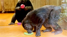 impanzm v brnnské zoo pomáhá aromaterapie od stresu, který jim zpsobuje...