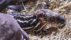 Samice tapíra Vanesa porodila v jihlavské zoo mlád.