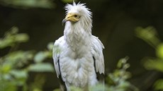 Samika supa mrchoravého odchovaná zlínskou zoo, která po pevozu do volného...