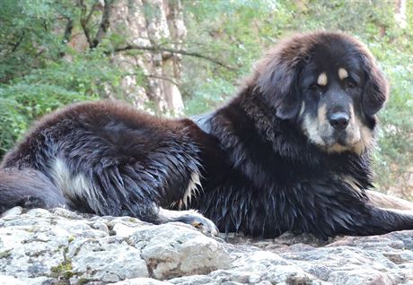 Tibetská doga nebo také tibetský mastiff je jednou z nejvtích psích ras.