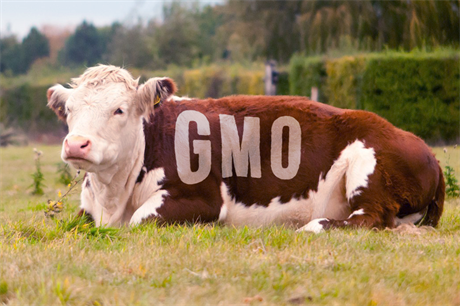 Geneticky modifikovaný organismus (v tomto pípad kráva)