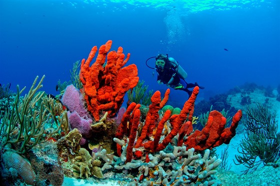 Mexický útes Palancar patí mezi nejkrásnjí korálové útesy svta.