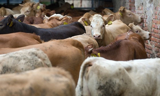 Pípadem týraných krav v zemdlském drustvu ve Svoru u Nového Boru se loni zabývali veterinái i policie. (10. záí 2019)