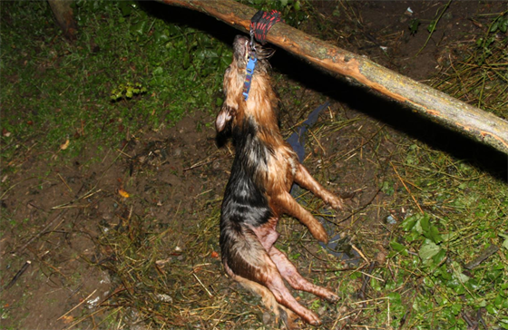 Kriminalisté řeší případ uhynulého psa, kterého někdo v obci Loděnice na...