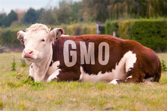 Geneticky modifikovaný organismus (v tomto případě kráva)