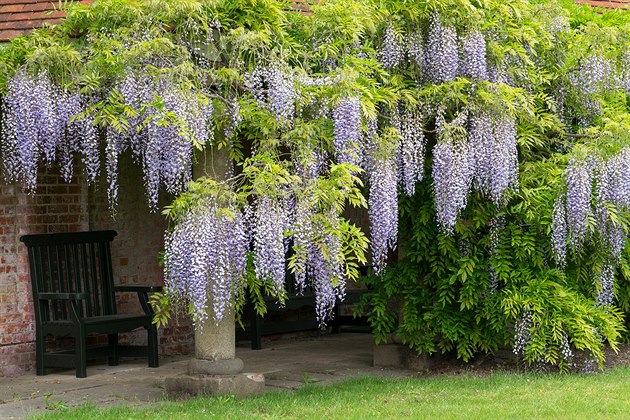 Vistárie květnatá (Wisteria floribunda)