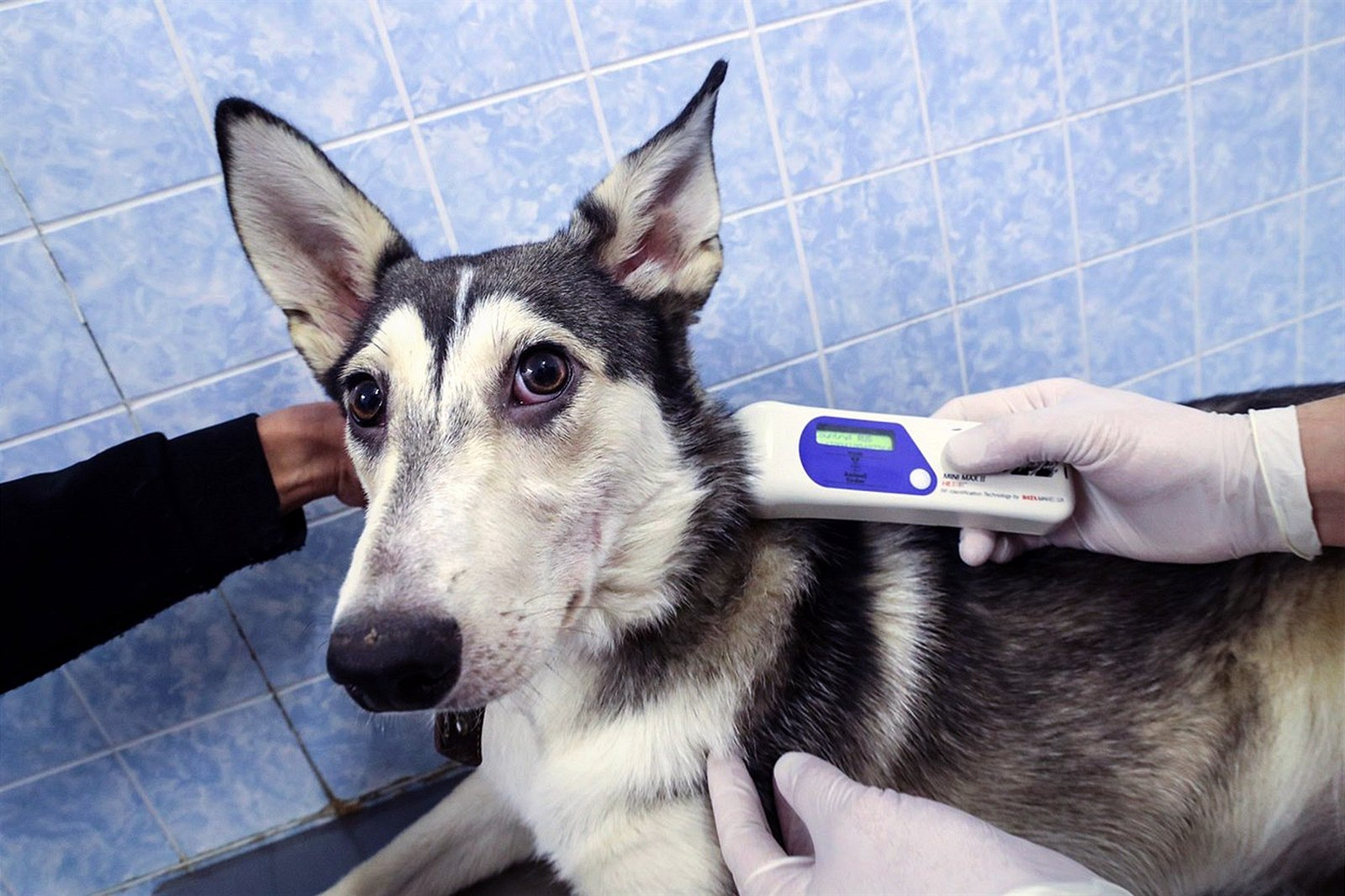 Milion psů nemá povinné čipování, na návštěvu veterináře zbývá jen 100 dní  - iDNES.cz