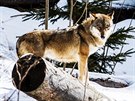 Nejv�t��m nep��telem �esk�ch vlk� je neleg�ln� lov. (18. 3. 2019)